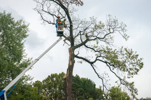 Why Choose Our Tree Removal Services in Lineville, AL?