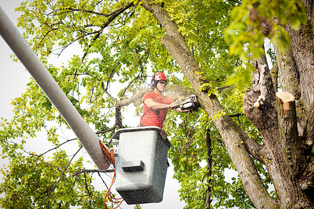 Lineville, AL Tree Services Company